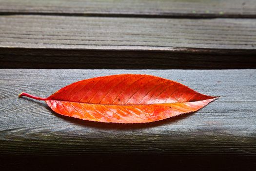 Red and orange oblong fall leaf resting on wet wooden park bench