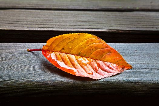 Yellow and orange oblong fall leaf resting on wet wooden park bench
