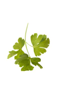 Parsley isolated on white