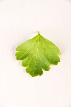 Green parsley on table