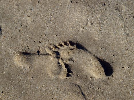 footprints in the wet sand