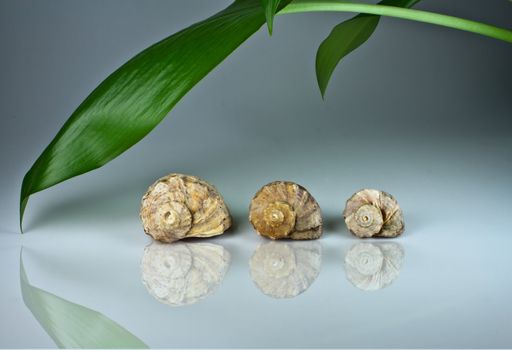 Photo of sea cockleshells and green plant