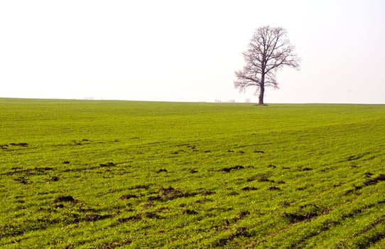 Green agricultural fields in the autumn and lonely old Oak leaves. Winter crops.