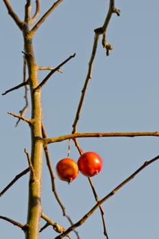 Pair of red apples hanging on apple tree branch. Poor ripe fruits in autumn.