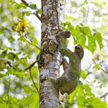 A Three-toed Sloth climbing down the tree in Manuel Antonio national park