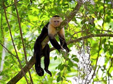 White faced Capuchin sitting in a tree, Manuel Antonio national park