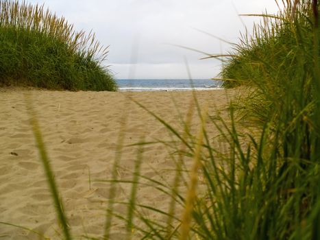 Green and Yellow Beach Grass on a Cloudy Day