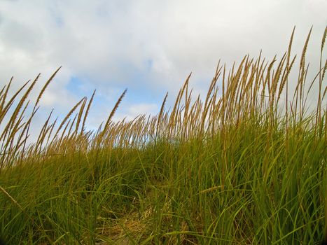 Green and Yellow Beach Grass on a Cloudy Day