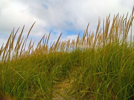 Green and Yellow Beach Grass on a Cloudy Day