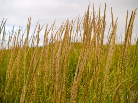 Green and Yellow Beach Grass on a Cloudy Day