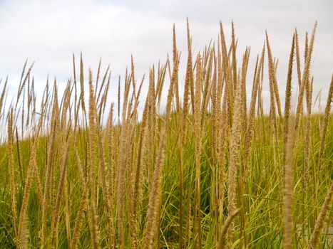 Green and Yellow Beach Grass on a Cloudy Day