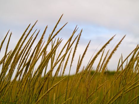 Green and Yellow Beach Grass on a Cloudy Day