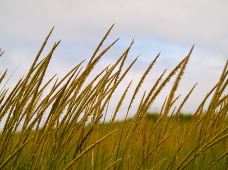 Green and Yellow Beach Grass on a Cloudy Day