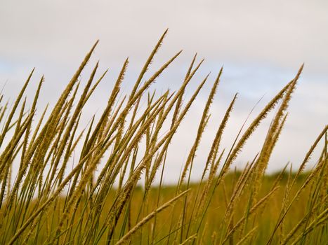 Green and Yellow Beach Grass on a Cloudy Day