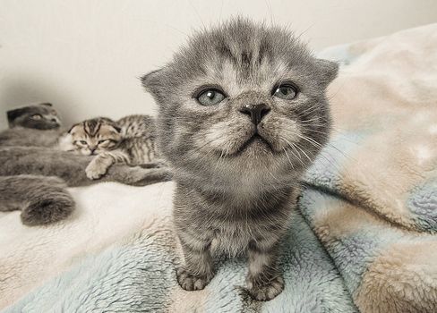 Scottish fold kitten taken as clouse up and using a wide-angle lens