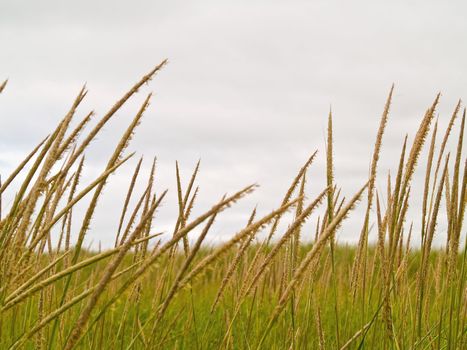 Green and Yellow Beach Grass on a Cloudy Day