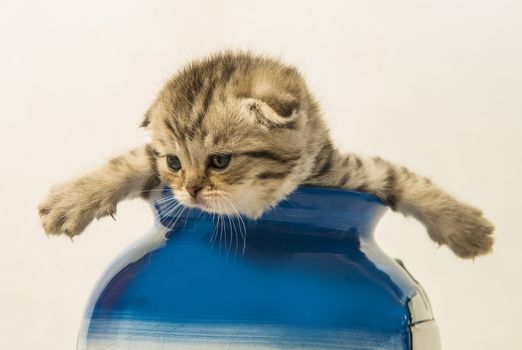 Scottish fold kitten in a pot on a white background