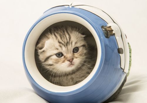 Scottish fold kitten in a pot on a white background