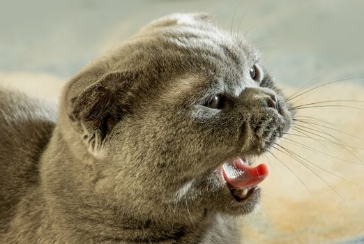 The Scottish Fold is a breed of cat with a natural dominant-gene mutation that makes its ear cartilage contain a fold.