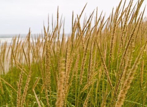 Green and Yellow Beach Grass on a Cloudy Day