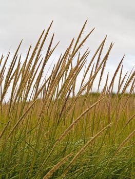 Green and Yellow Beach Grass on a Cloudy Day