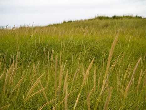 Green and Yellow Beach Grass on a Cloudy Day