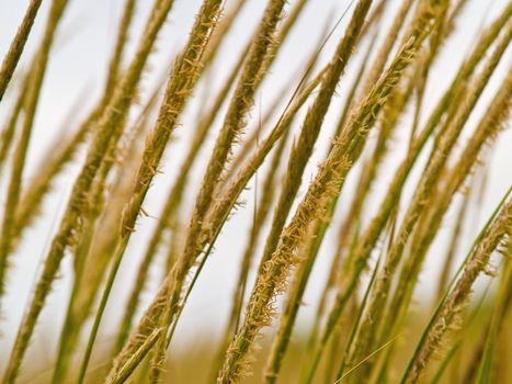 Green and Yellow Beach Grass Close Up