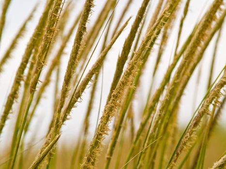 Green and Yellow Beach Grass Close Up