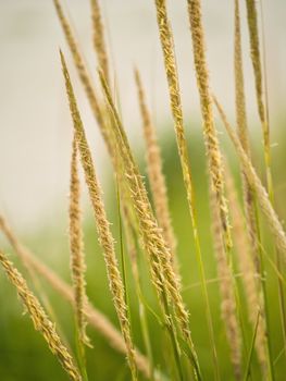 Green and Yellow Beach Grass Close Up