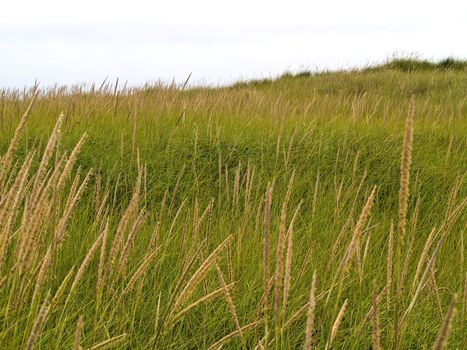 Green and Yellow Beach Grass on a Cloudy Day