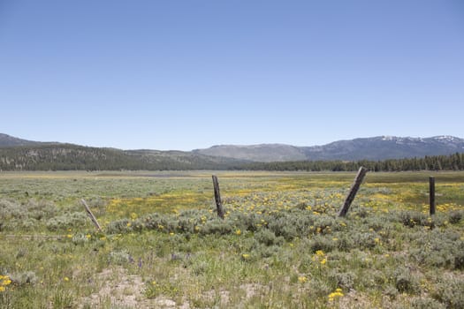 Idyllic summer meadow panorama with blue skies