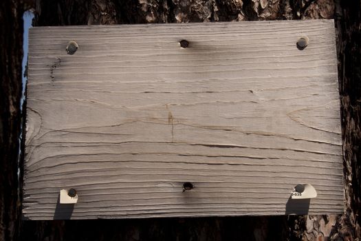 Old grungy wood sign on a pine tree