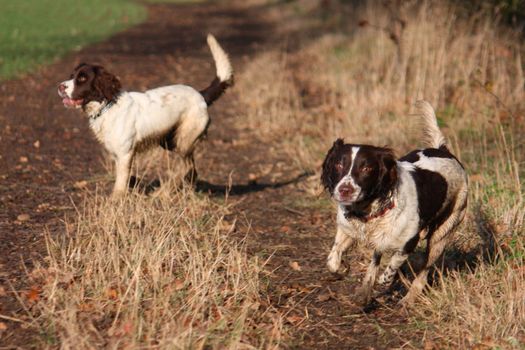 English Springer Spaniels at work