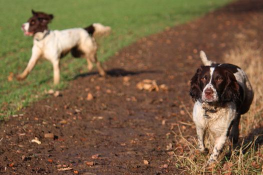 English Springer Spaniels at work