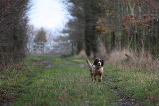 Working English Springer Spaniel flushing