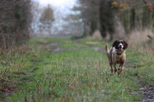 Working English Springer Spaniel flushing