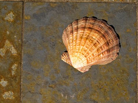 Seashell on Gray and Rust Colored Marble Tiles