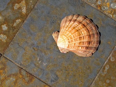 Seashell on Gray and Rust Colored Marble Tiles