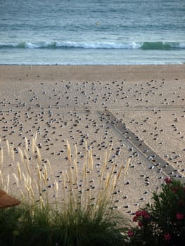  Beach of Praia da Rocha in Portimao, Algarve