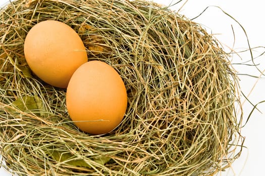 Eggs in nest isolated on white