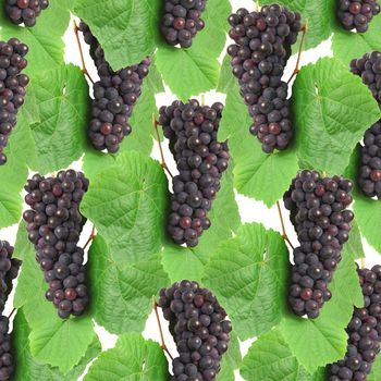 Blue grape with green leaf, isolated on white background