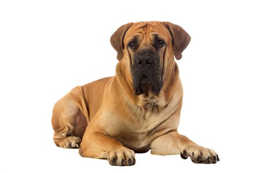 Rare breed South African boerboel posing in studio. Isolated on white