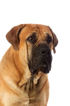 Rare breed South African boerboel posing in studio. Isolated on white