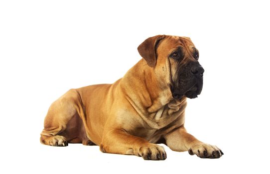 Rare breed South African boerboel posing in studio. Isolated on white