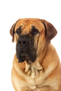 Rare breed South African boerboel posing in studio. Isolated on white