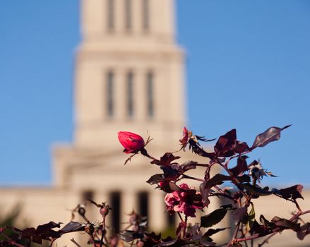 Rose bush in focus in front of Washington Masonic Temple and memorial tower in Alexandria, Virginia. The tower was completed in 1932