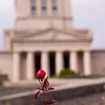 Single rose in focus in front of Washington Masonic Temple and memorial tower in Alexandria, Virginia. The tower was completed in 1932