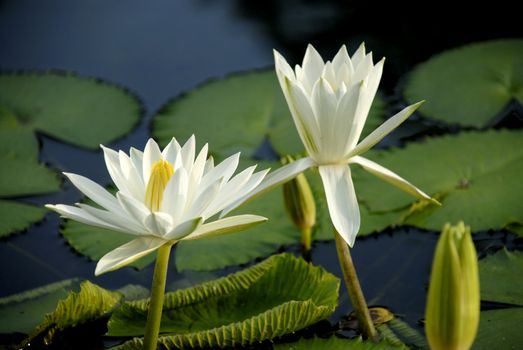 White water lily flowers blooming on pond