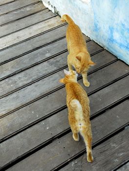 Ginger cat kissing on wooden floor