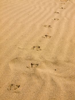 Seagull Footprints in the Sand on a Sunny Day